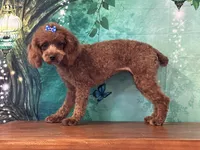 Pixie , a female Cockapoo for sale in Cincinnati, OH – 2 of 6