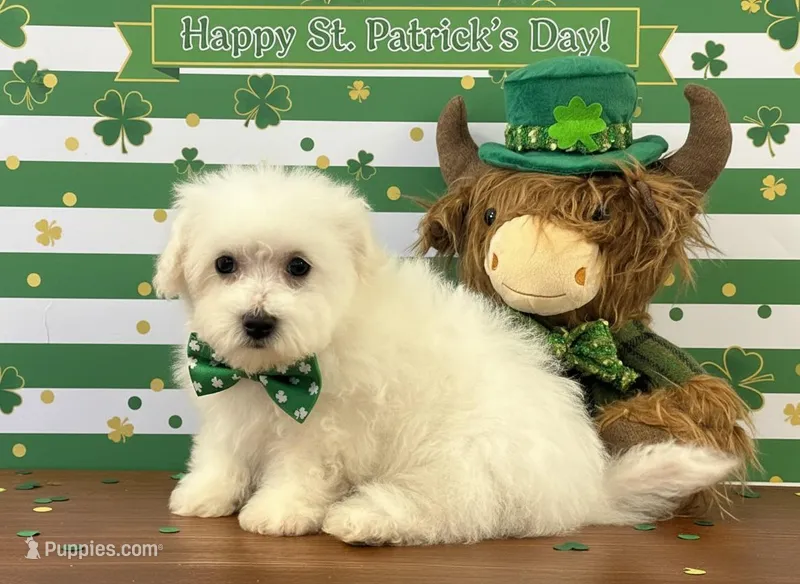 Huck – Bichon Frise puppy for sale in Louisville, KY