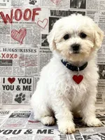 Huck, a male Bichon Frise for sale in Cincinnati, OH – Photo 1 of 4