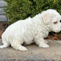 Huck, a male Bichon Frise for sale in Cincinnati, OH – Photo 4 of 4