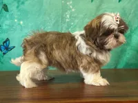 Daisy, a female Shih Tzu for sale in Lexington, KY – 3 of 3