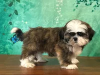 Buzz, a male Shih Tzu for sale in Lexington, KY – 2 of 3