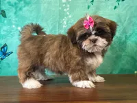 Poppy, a female Shih Tzu for sale in Lexington, KY – 3 of 3
