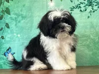 Spanky, a male Shichon for sale in Lexington, KY – 3 of 3