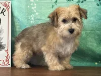 Sunny, a male Bichon Frise and Yorkshire Terrier for sale in Cincinnati, OH – 3 of 3