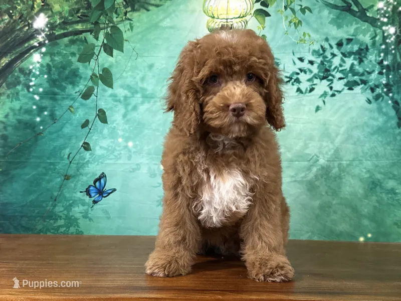 Butters  – Cockapoo puppy for sale in Lexington, KY