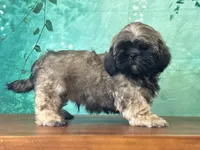 Hann, a male Shih Tzu for sale in Cincinnati, OH – 3 of 3