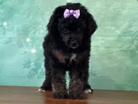 Ariel, a female Poodle - Miniature  for sale in Lexington, KY – 3 of 3