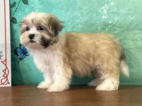 Boone, a male Shichon for sale in Cincinnati, OH – 3 of 3
