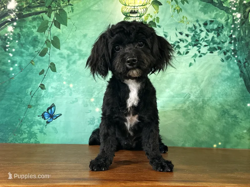 Yorke  – Bichon Frise, Yorkshire Terrier puppy for sale in Lexington, KY