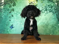 Yorke , a male Bichon Frise and Yorkshire Terrier for sale in Cincinnati, OH – 1 of 10