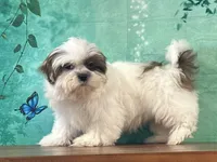 Peanut, a male Shih Tzu for sale in Lexington, KY – 6 of 7