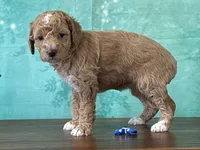 Raya, a female Poodle - Miniature  for sale in Lexington, KY – 3 of 3
