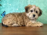 Lucy, a female Bichon Frise and Yorkshire Terrier for sale in Lexington, KY – 2 of 3