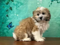 Rocky, a male Shichon for sale in Lexington, KY – 2 of 3