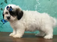 Ivory, a female Shichon for sale in Cincinnati, OH – 2 of 3