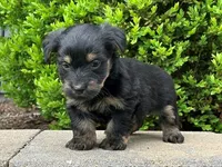 Vader, a male Bichon Frise and Yorkshire Terrier for sale in Florence, KY – Photo 1 of 3