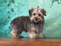 Tilly, a female Bichon Frise and Yorkshire Terrier for sale in Florence, KY – Photo 2 of 3