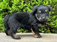 Vader, a male Bichon Frise and Yorkshire Terrier for sale in Florence, KY – Photo 3 of 3