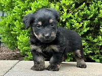 Vader, a male Bichon Frise and Yorkshire Terrier for sale in Florence, KY – Photo 2 of 3