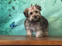 Tilly, a female Bichon Frise and Yorkshire Terrier for sale in Florence, KY – Photo 3 of 3