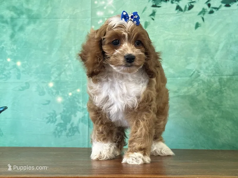 Celia – Cockapoo puppy for sale in Lexington, KY
