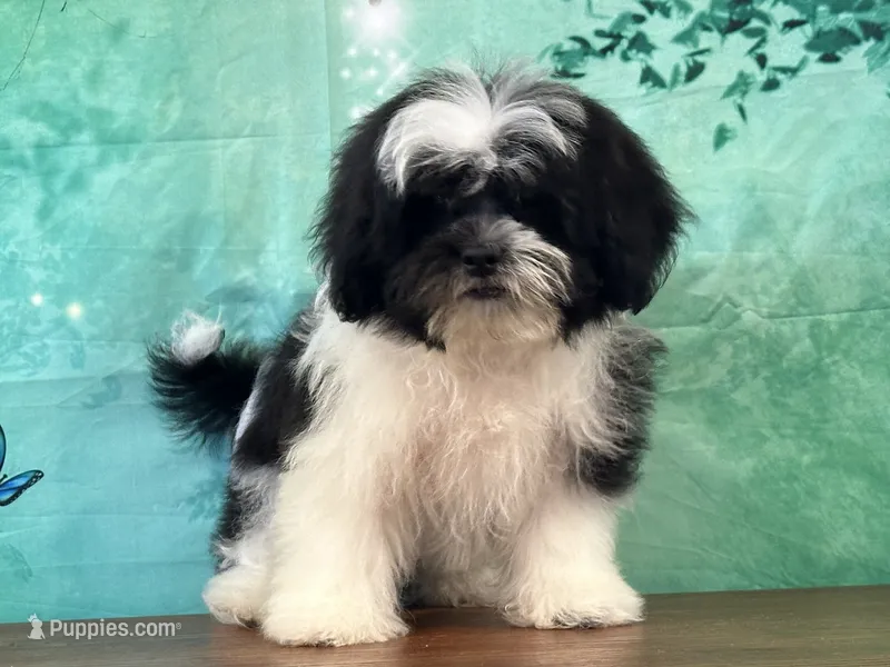 Spanky – Shichon puppy for sale in Lexington, KY
