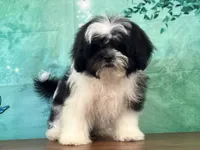 Spanky, a male Shichon for sale in Lexington, KY – 1 of 3