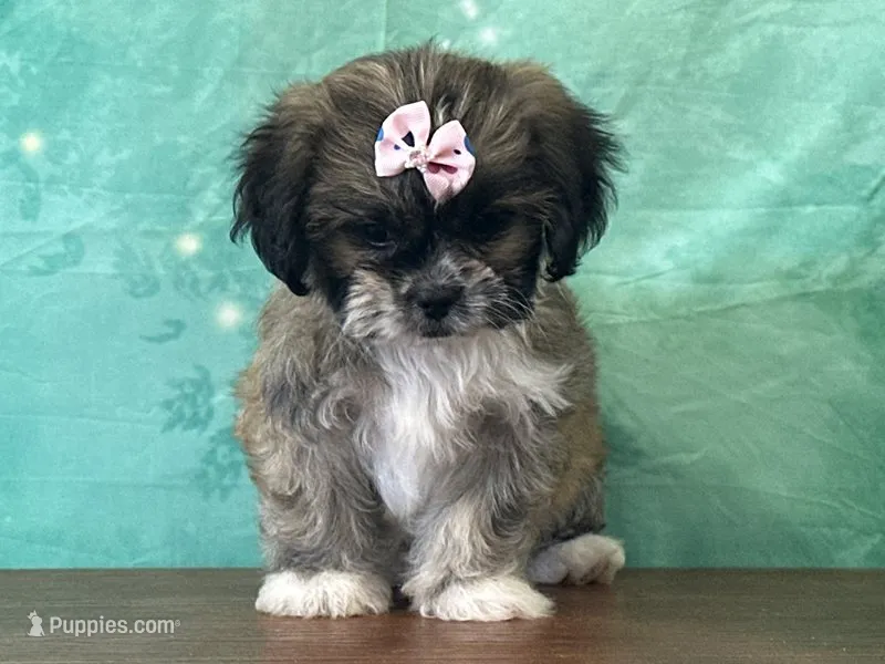 Aspen – Shichon puppy for sale in Cincinnati, OH