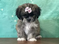 Aspen, a female Shichon for sale in Cincinnati, OH – 1 of 3