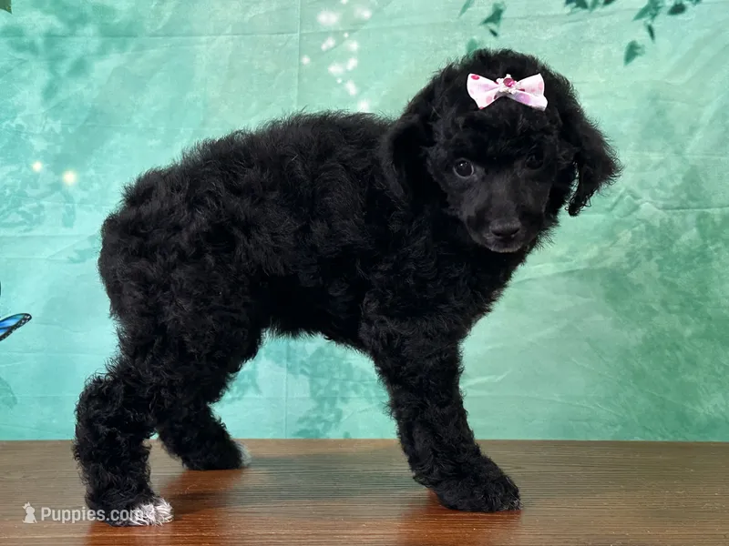 Merida – Poodle - Miniature  puppy for sale in Lexington, KY