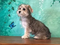 Java, a female Bichon Frise and Yorkshire Terrier for sale in Lexington, KY – 2 of 3