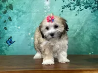 Rosie, a female Shichon for sale in Lexington, KY – 2 of 3