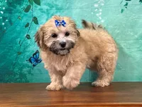 Bella, a female Shichon for sale in Lexington, KY – 2 of 3