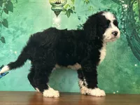 Billy , a male Bernedoodle for sale in Lexington, KY – 2 of 3