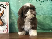 Maverick , a male Shichon for sale in Cincinnati, OH – 3 of 3
