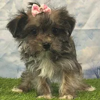 Millie, a female Bichon Frise and Yorkshire Terrier for sale in Louisville, KY – Photo 1 of 3