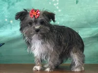 Millie, a female Bichon Frise and Yorkshire Terrier for sale in Louisville, KY – Photo 3 of 6