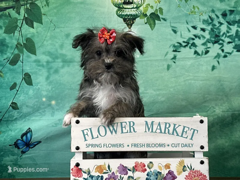 Millie – Bichon Frise, Yorkshire Terrier puppy for sale in Louisville, KY