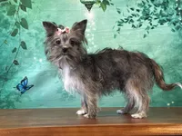 Millie, a female Shih Tzu and Yorkshire Terrier for sale in Newfield, NJ – Photo 3 of 3