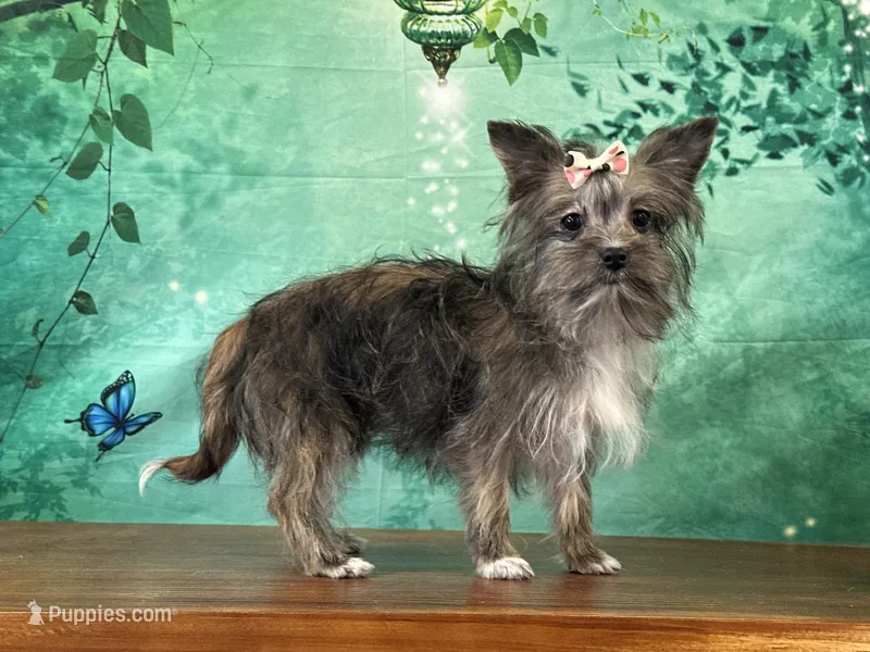 Millie – Shih Tzu, Yorkshire Terrier puppy for sale in Florence, KY