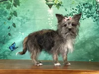 Millie, a female Shih Tzu and Yorkshire Terrier for sale in Newfield, NJ – Photo 1 of 3