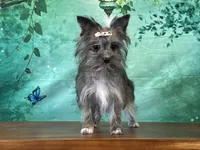 Millie, a female Shih Tzu and Yorkshire Terrier for sale in Newfield, NJ – Photo 2 of 3