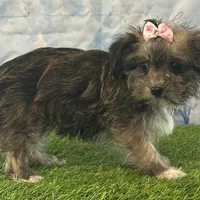 Millie, a female Bichon Frise and Yorkshire Terrier for sale in Louisville, KY – Photo 3 of 3