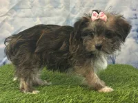 Millie, a female Bichon Frise and Yorkshire Terrier for sale in Cincinnati, OH – Photo 3 of 3