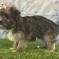 Millie, a female Bichon Frise and Yorkshire Terrier for sale in Louisville, KY – Photo 2 of 3