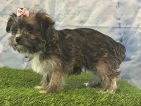 Millie, a female Bichon Frise and Yorkshire Terrier for sale in Cincinnati, OH – Photo 2 of 3