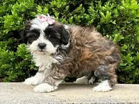 Rosie, a female Shichon for sale in Lexington, KY – 3 of 3