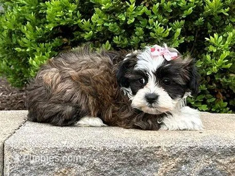 Rosie – Shichon puppy for sale in Lexington, KY