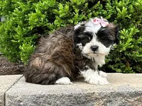 Rosie, a female Shichon for sale in Lexington, KY – 2 of 3